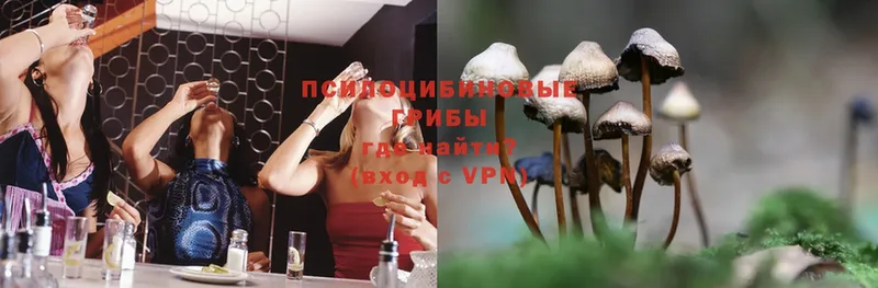 Галлюциногенные грибы Psilocybine cubensis Буйнакск